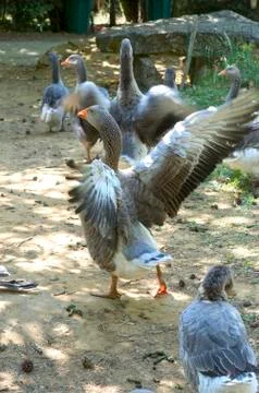 Goose breeding Stock Photos