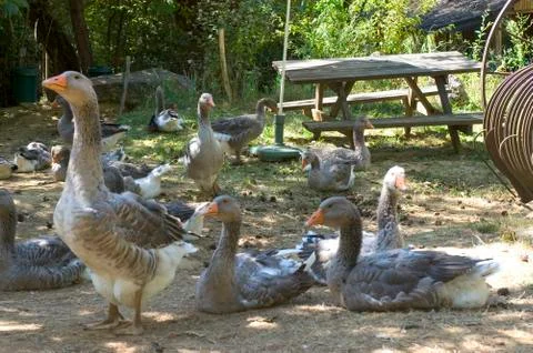 Goose breeding Stock Photos
