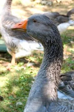 Goose breeding Stock Photos