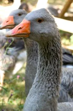 Goose breeding Stock Photos