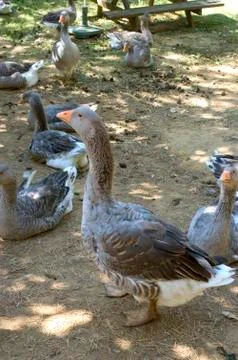 Goose breeding Stock Photos