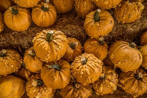 Goose bump pumpkins closeup Stock Photos