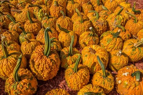 Goose bump pumpkins Foto stock