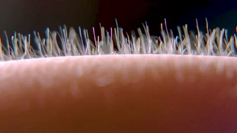 Goose Bumps, Macro shoot on black background. Human hair emotional changes. Stock Footage 238446961