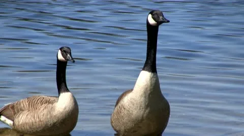 Goose call Stock Footage