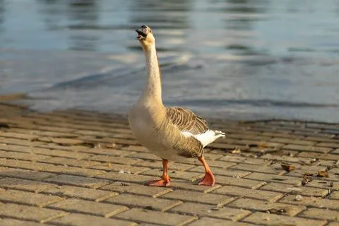 A goose calls out while walking along the water's edge at a lakeside Stock Photos