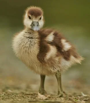 Goose chick Stock Photos