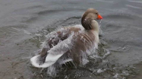 Goose is cleaning up the feather taking a bath Stock Footage 67678147