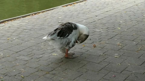 The goose is cleaning its feathers with its beak Stock Footage 159125196