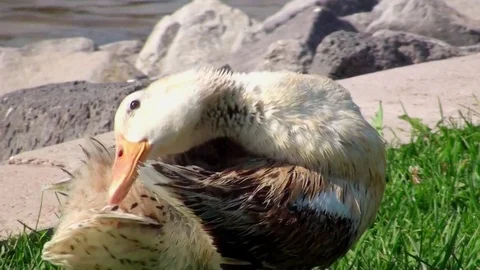 Goose cleaning itself on the grass near a pond on a sunny day Stock Footage 78287653