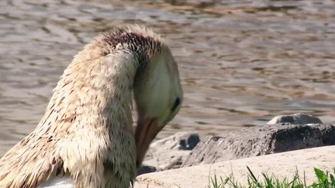 Goose cleaning itself on the grass near a pond on a sunny day Stock Footage 78288522