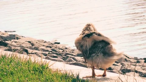 Goose cleaning itself on the grass near a pond on a sunny day Stock Footage 78291314