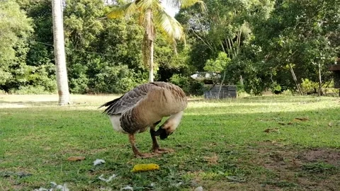 A goose cleaning itself while standing on the grass footage Stock Footage 156703192