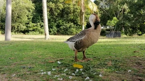 A goose cleaning itself while standing on the grass footage Stock Footage 156703728