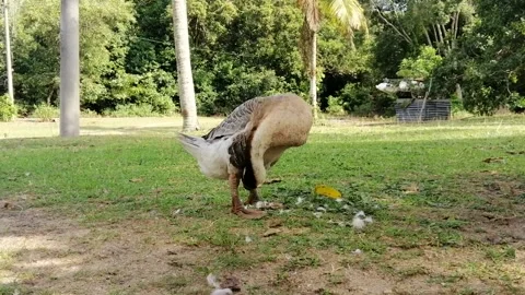 A goose cleaning itself while standing on the grass with tree background. Stock Footage 156710444