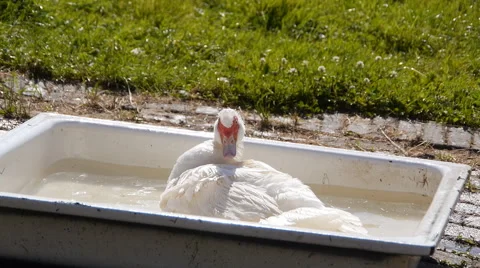 Goose cleaning in slow motion 스톡 동영상 68978916