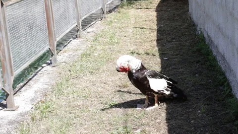 Goose that cleans feathers Stock Footage 113816274