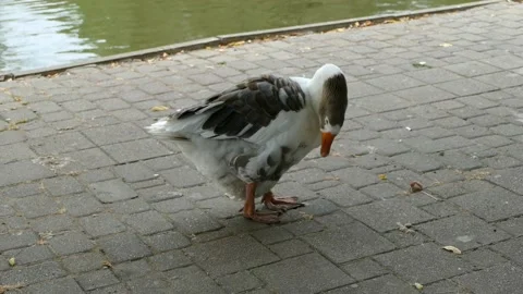 The goose cleans its feathers with its beak Stock Footage 161237150
