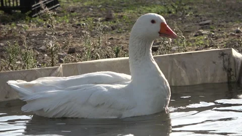 Goose cleans itself 스톡 동영상 140682832