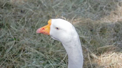 Goose close-up. Goose head with an orange beak. Animal husbandry,animation 스톡 동영상 341591232