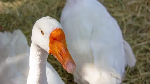 Goose close-up. Goose head with an orange beak. Animal husbandry,animation Stock Footage 341592052