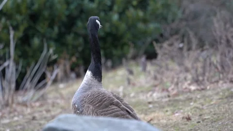 Goose close up in a park Video stock 265527639