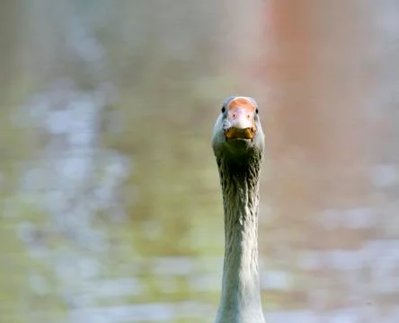 Goose close-up Stock Photos