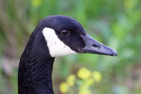 Goose close-up Stock Photos