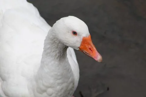 Goose Close Up Stock Photos