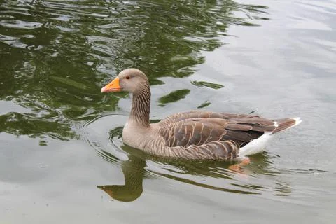 Goose close-up on the river Foto stock