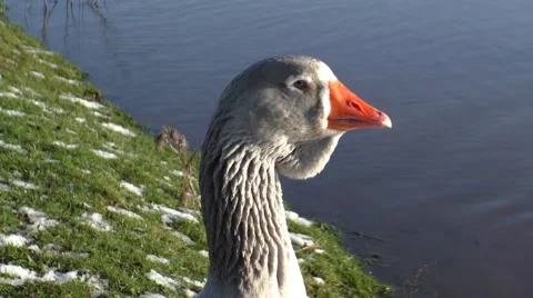 Goose close up - walking and looking around on the snow covered grass. Stock Footage 45447158