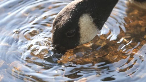 Goose closeup drinking river water - 180FPS Slow Motion HD Stock Footage 120263260