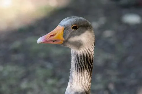Goose closeup Stock Photos