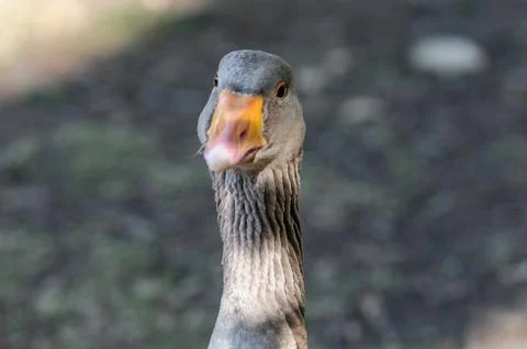 Goose closeup 写真素材