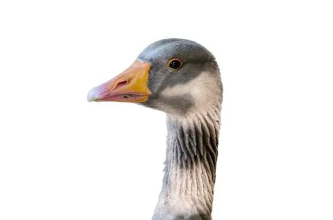 Goose closeup 写真素材