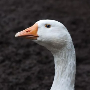 Goose closeup Stock Photos