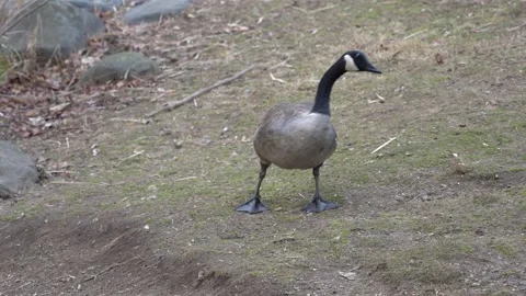 Goose on a cold day in the park Video stock 265527676