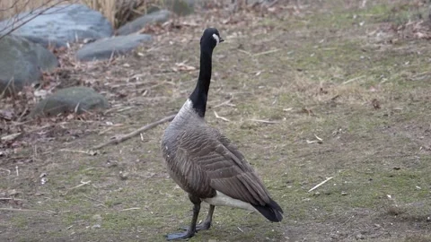 Goose on a cold day in the park Video stock 265527705