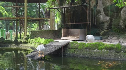 Goose Couple 動画素材 263617951