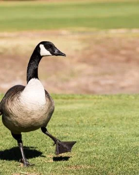 Goose dance Stock Photos