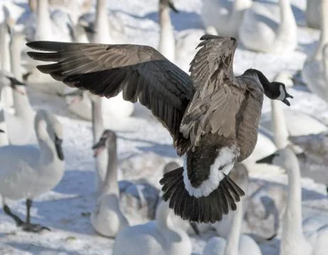 Goose diving in Stock-Fotos