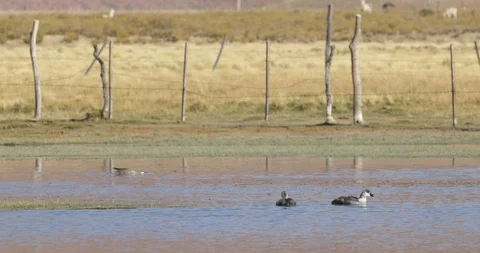 Goose diving in to water trying to fish. Lagoon at Huancar, Abra Pampa, Jujuy 스톡 동영상 103498804
