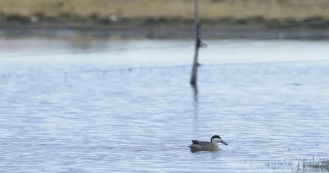 Goose diving in to water trying to fish. Lagoon at Huancar, Abra Pampa, Jujuy 스톡 동영상 103499017