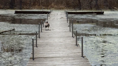 A goose on the dock in a pond in early spring, 4k60p Stock Footage 128787475