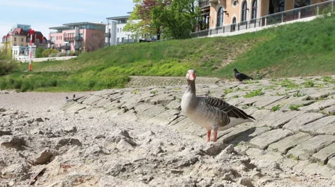 Goose in Dresden Stock Footage 41583218