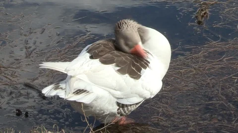Goose dressing up Stock Footage 85625347