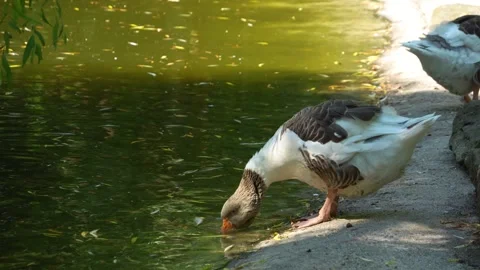 A Goose drinking Stock Footage 263382208