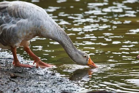 Goose drinking on a lake Stock Photos