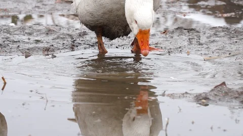 Goose drinking from the mudhole, close up, 400 fps, stockvideo Stock Footage 87863244