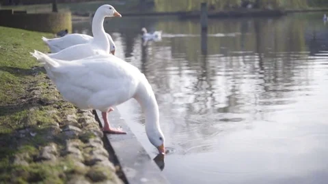 Goose drinking on a shore in a park Stock Footage 75351877